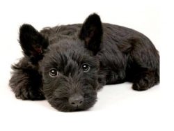 The dog is extremely peculiar, has its own vision of what is happening around. Whenever he decid ...
