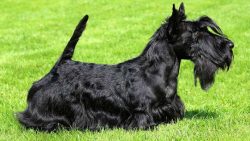 An attempt to punish a pet for not following the command will end in failure. In the best case & ...