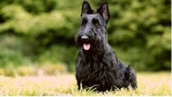 Standard training is boring for the Scottish Terrier. He needs drive, the most suitable way of t ...