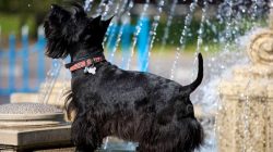 The Scottish Terrier demands respect for himself, he is ready to be a loyal friend, but slavery  ...