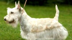 Fans of outdoor activities will appreciate the restlessness of the Scotch Terrier. The bearded m ...