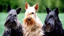 The pet gets along both in a private house with a large garden and in a one-room apartment. Due  ...