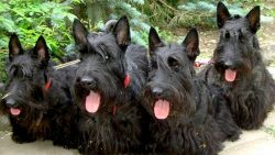 … In care and maintenance, the dog is not too whimsical, a prerequisite for its comfort is ...
