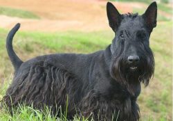 Scottish Terriers are mobile and need long walks. Scotty is indefatigable, the owner will take a ...