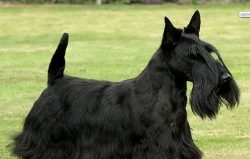 In winter, it is difficult to walk because of the cold, some owners dress Scotch Terriers in war ...