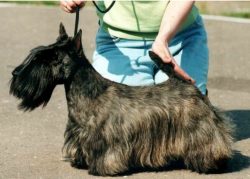 Having decided to buy a Scotch Terrier, it is worth weighing everything carefully. The breed is  ...