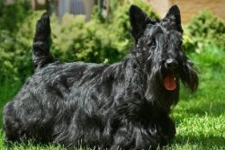 These dogs are especially suitable for young couples who do not have children or families in whi ...
