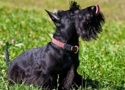 Scottish Terriers will be great companions for the elderly and busy people. Although they love l ...