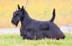 The Scottish Terrier is a very friendly dog. Of course, he treats outsiders with extreme caution ...
