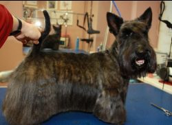 The Scotsman is a very hardy dog, he can be on a walk for a long time, running and jumping, and  ...