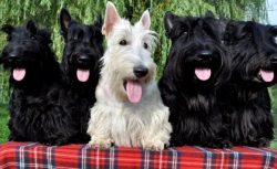 He is incredibly fast and agile. A devoted and faithful Scottish Terrier is sure to take a speci ...