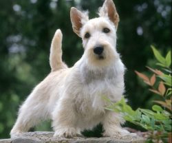 Scottish Terriers have good immunity, they are hardy and have excellent health. With constant ca ...