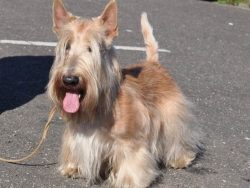 Scots may have allergies, so you need to be careful when choosing food for your dog. 