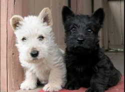 If you raise a Scottish Terrier from an early age, then in the future there will be no special d ...