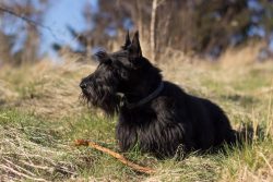 The Scottish Terrier is very talkative, which will definitely not be to the liking of your neigh ...