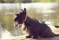 Also, be sure to teach the Scotsman to walk around you, because these dogs are usually happy to  ...