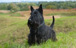 Scottish Terriers are prone to allergic reactions, so food for your dog should be chosen carefully. 