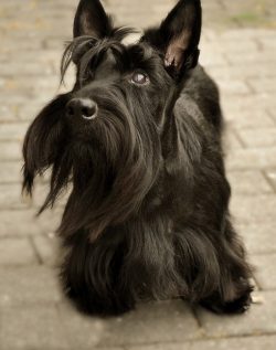 The Scottish Terrier is a short-legged stocky dog ​​that, due to its small size, is perfect for  ...