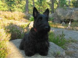 The Scottish Terrier is bold, serious, often has his own opinion, and is always confident in him ...