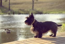If provoked by another dog, he will fight to the end. If relatives do not pay attention to him,  ...