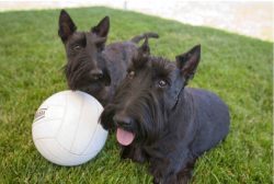 Scottish Terriers love water, but cannot swim: they have too large ahead and short legs. Therefo ...