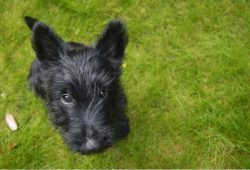 Due to their small size, these dog breeds appear fragile. In fact, small dogs are very resilient ...