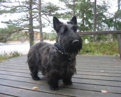 To maintain health, small breed dogs need a balanced diet and a properly selected diet that take ...