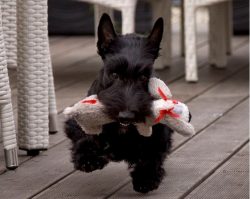 Bathe your dog once a month or two. You will need special cosmetics (shampoo, conditioner balm,  ...