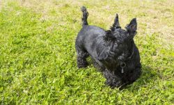 With improper hair care, scotch tapes suffer from dermatitis. If you do not trim their claws, th ...