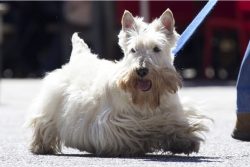 Scotty is not considered an obvious long-liver, but good content allows him to spend an active 1 ...