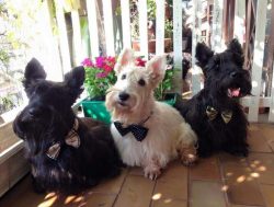 Takes part in all the affairs of the family where he lives. On a walk, he plays the role of the  ...