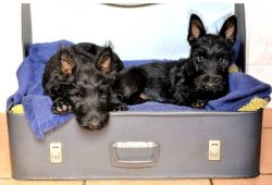 Aggressiveness among modern “Scots” is a rarity and vice. Seeing a fight between dog ...