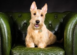 Despite the cute appearance and playfulness, the Scotch Terrier breed is not for everyone. The p ...