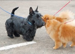 Scots are temperamental, independent, impulsive. If the dog is weakly attached to the owner, lis ...