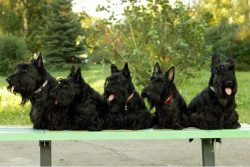 It is necessary to start training a pet from two to three months. Praise your dog for the correc ...