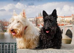 An active Scottish Terrier needs a proper and balanced diet. First, you need to choose what kind ...