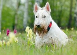 Scottie loves to walk more than anything and to walk actively – to run without a leash, pl ...