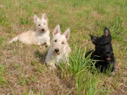 The size of an adult Scottish Terrier is ideal for keeping even in a one-room apartment. Trouble ...