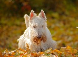 To this day, Scottish Terriers remain a proud heritage of Scotland. It is believed that dogs are ...