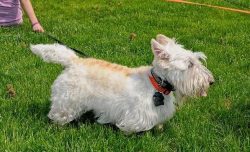 The Scottish Terrier is the soul of the company. He loves to play, to be in the center of events ...