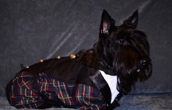 It is not difficult to buy clothes for the Scotch Terrier now. Many pet clothing stores have sty ...