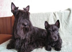 Purebred dogs do not form a friendship with a person who is not a member of their family. They b ...
