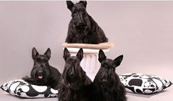 The sensitivity of dogs is quite high, they clearly determine by the intonation of the voice  ...