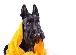 In order for the pet to become more compliant, the owner must show firmness, and from the first  ...