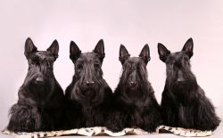 Scottish Terriers are adorable and very captivating. However, they have a rather changeable char ...