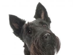For the Scottish Terrier, the popular nickname “gentleman in a skirt” has been fixed ...