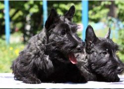The Scottish Terrier is often described as the oldest breed line in Scotland, but there is no de ...
