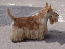 Scottish Terrier and Scotty are abbreviated names of the breed. Officially, four-legged terriers ...