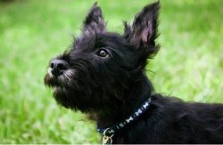 The breed characteristics describe the Scottish Terrier as a strong, stubborn, balanced, self-su ...