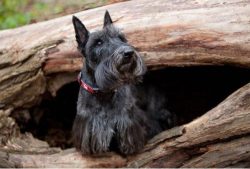 As soon as the four-legged goes into the field, lights light up in his eyes, and the calm behavi ...